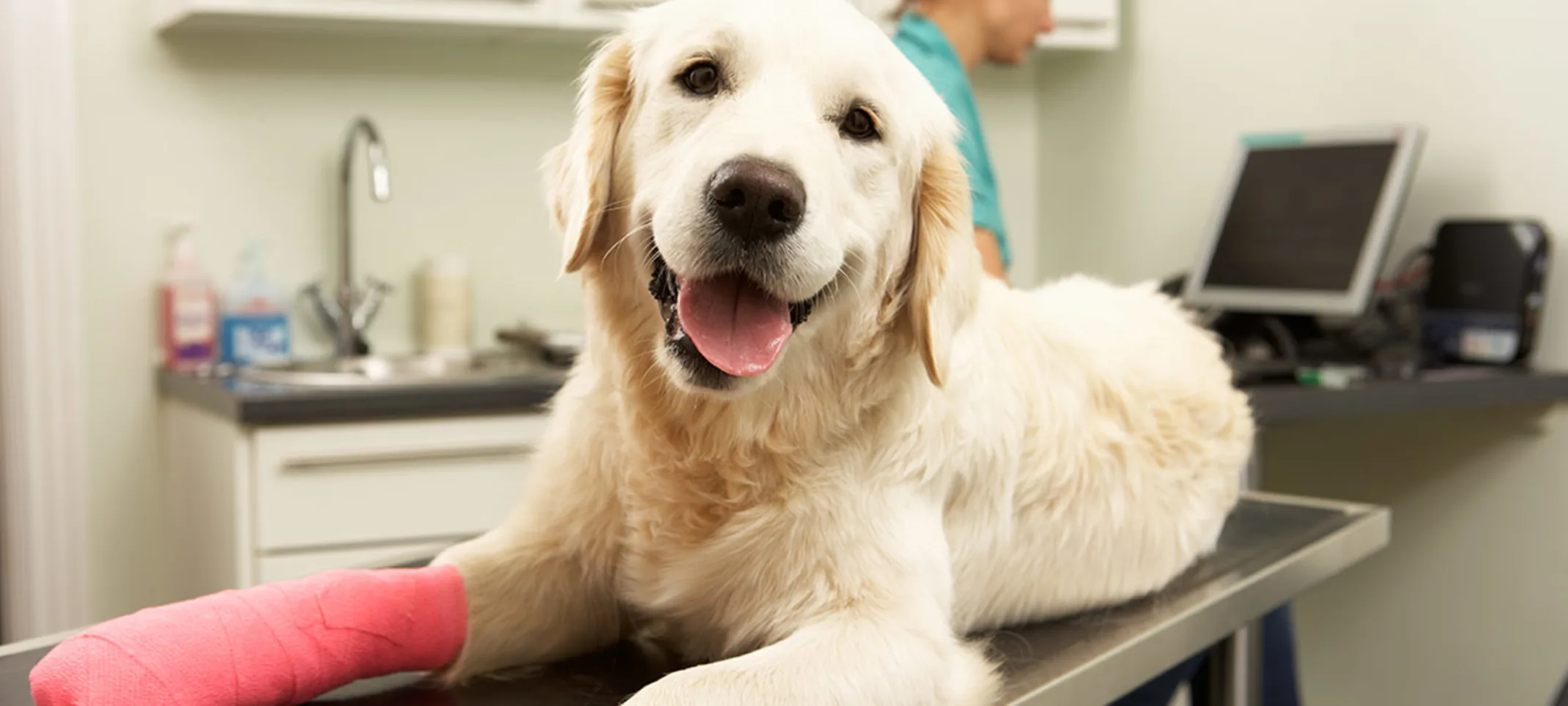 Dog on examination table with pink cast on